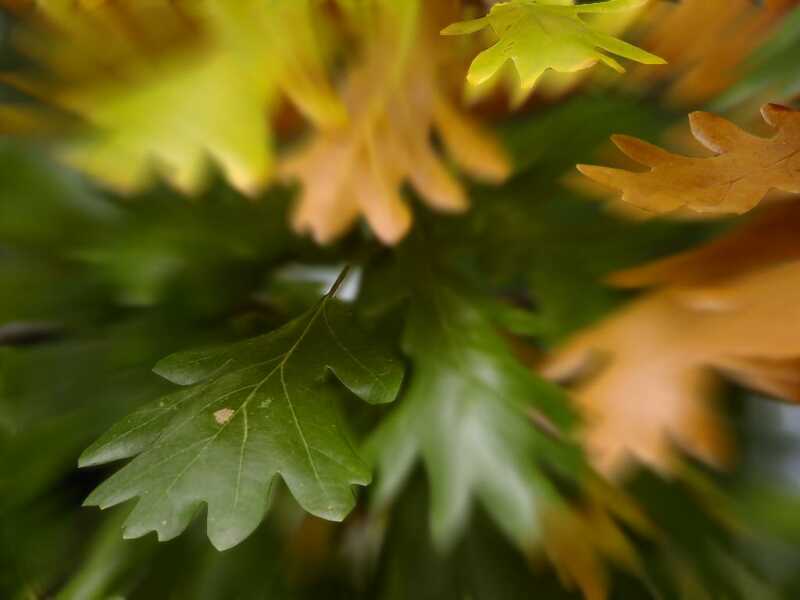 Herbstwind