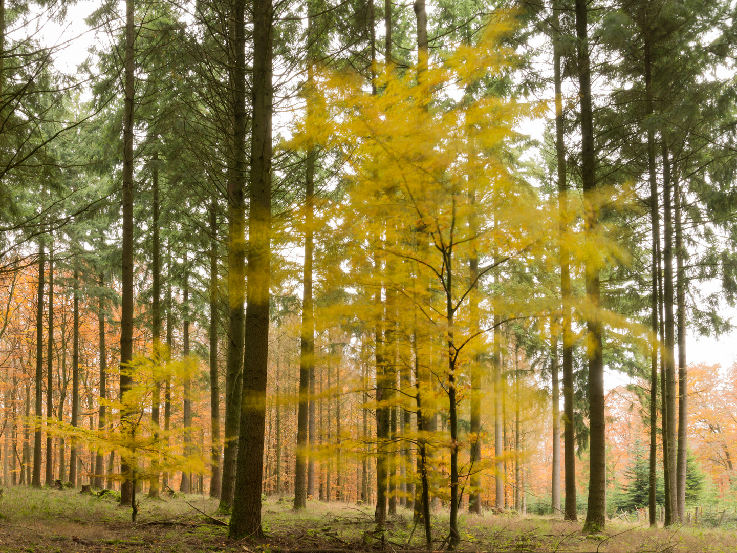 Herbstwind