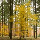 Herbstwind