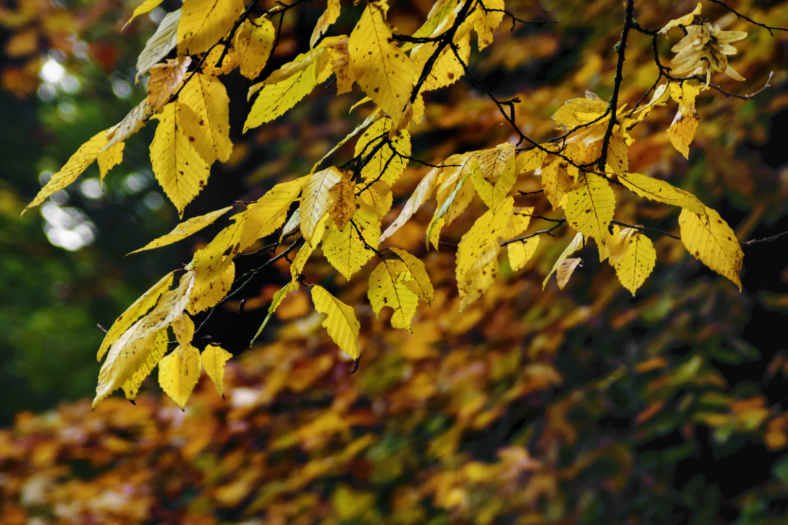 Herbstwind