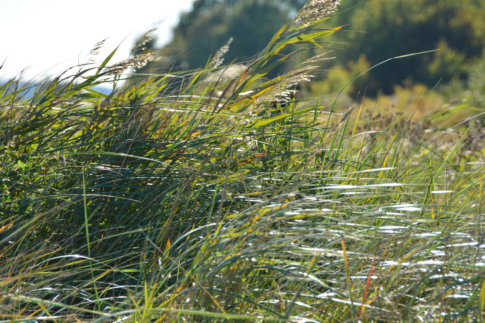 Herbstwind