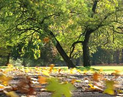 Herbstwind...