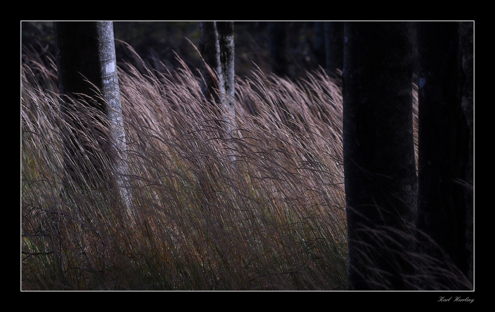 Herbstwind