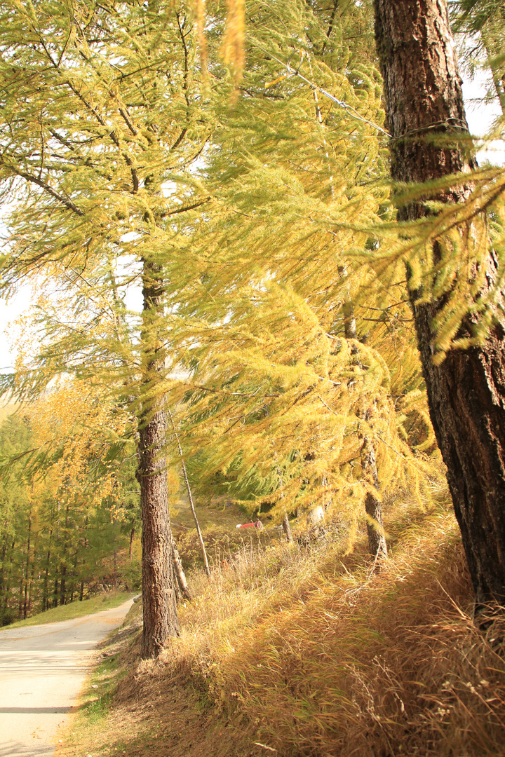 Herbstwind