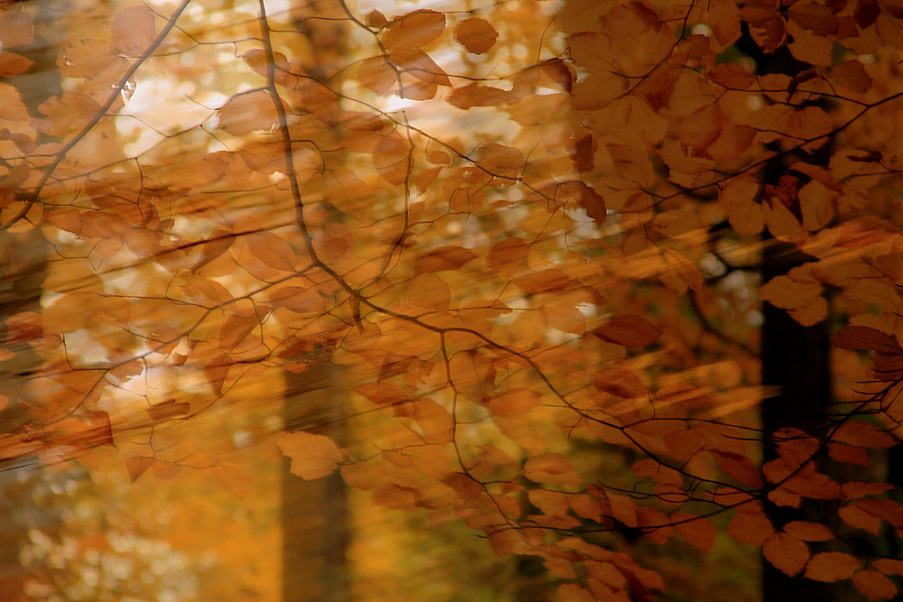 Herbstwind