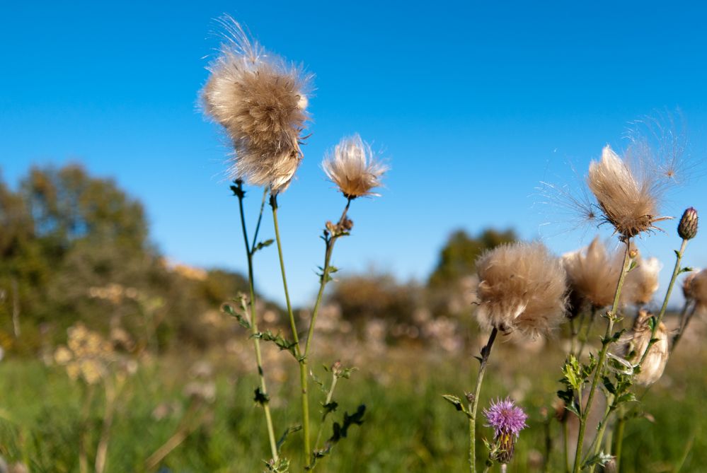 Herbstwind