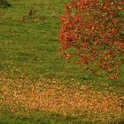 Herbstwind