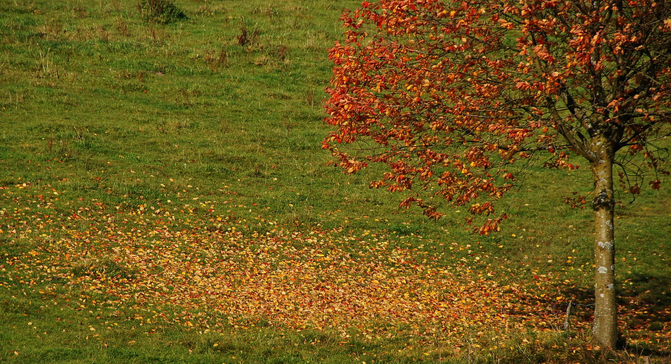 Herbstwind