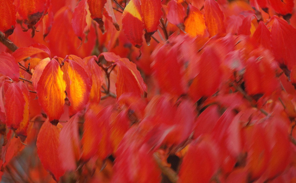 Herbstwind