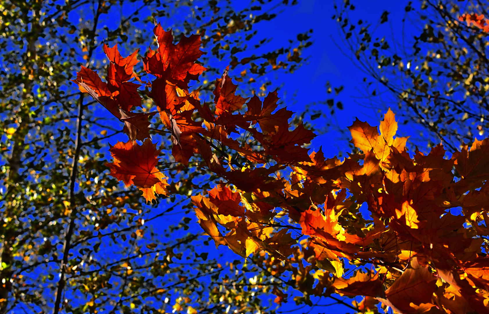 Herbstwind