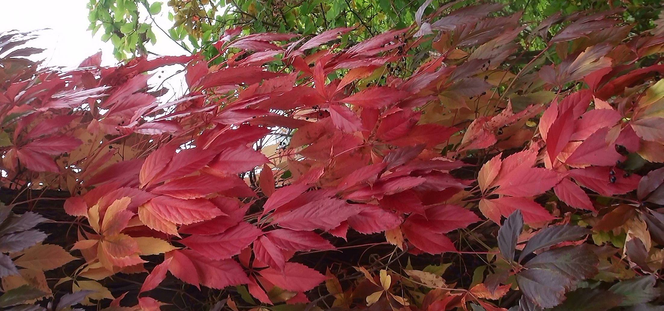 Herbstwind ?