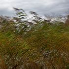 Herbstwind