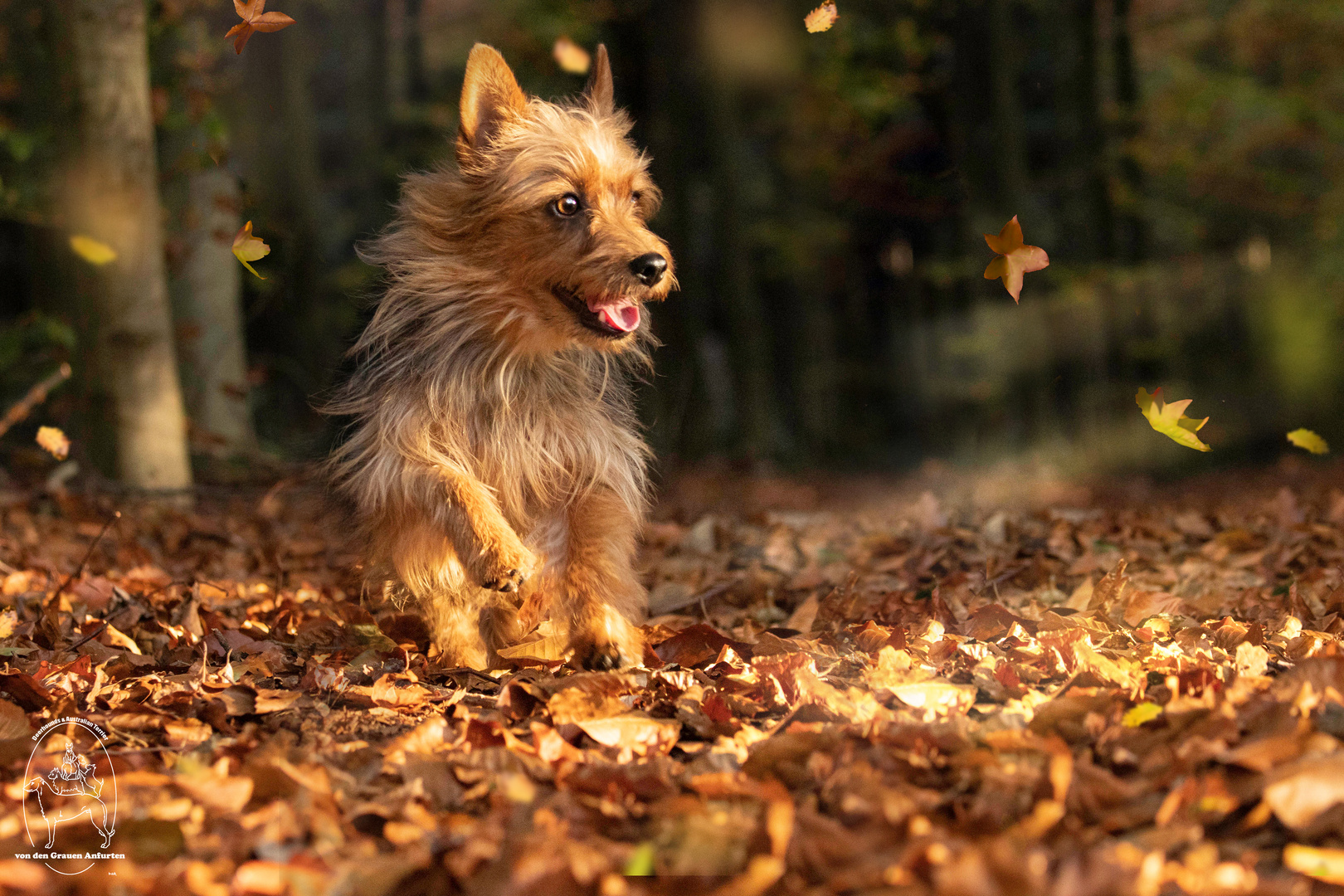 Herbstwind