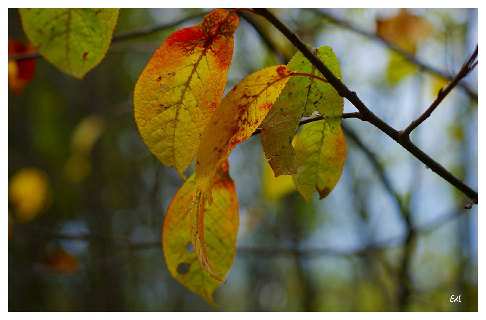 Herbstwind