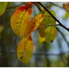 Herbstwind