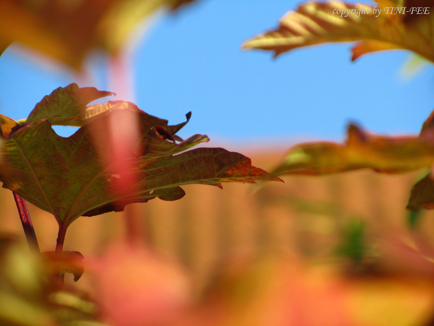 Herbstwind