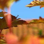 Herbstwind