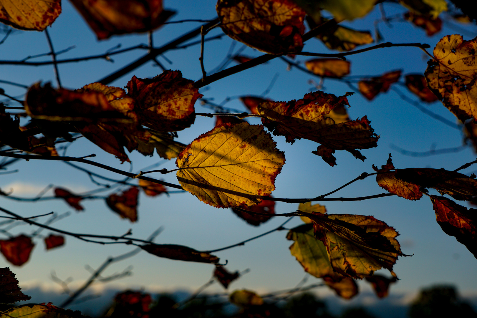 Herbstwind