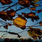 Herbstwind