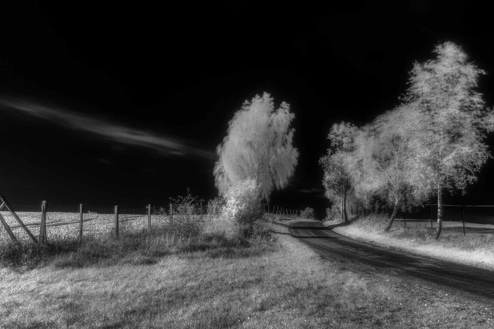 Herbstwind in den Zweigen