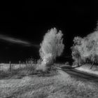 Herbstwind in den Zweigen