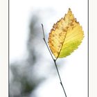 Herbstwindblatt