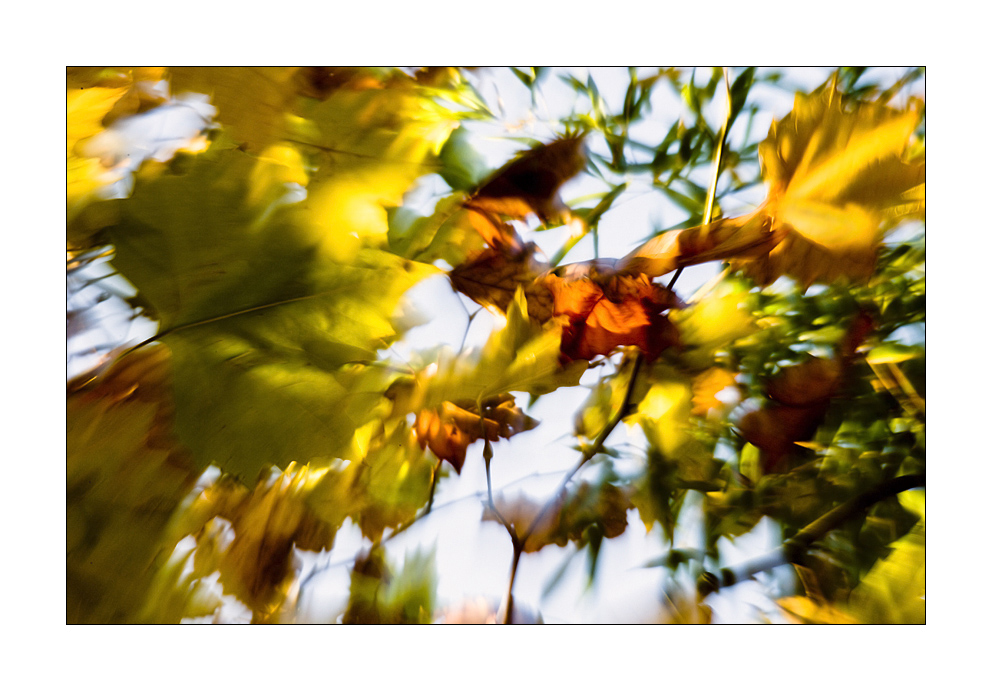 herbstwindbuntbewegt