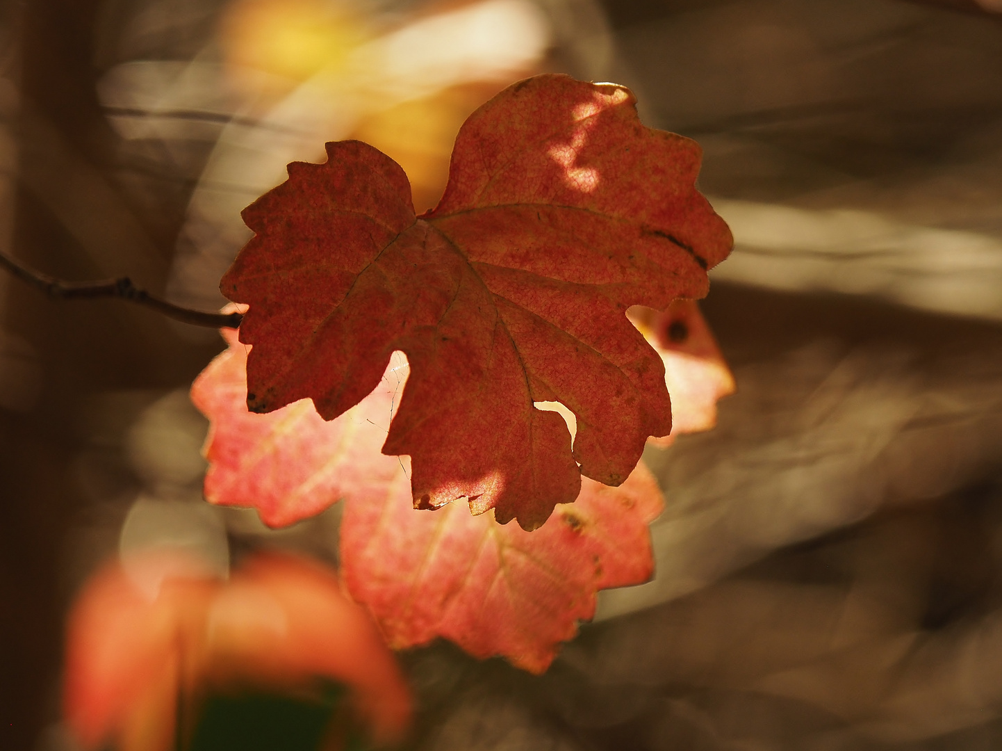 Herbst.Wind.Licht.