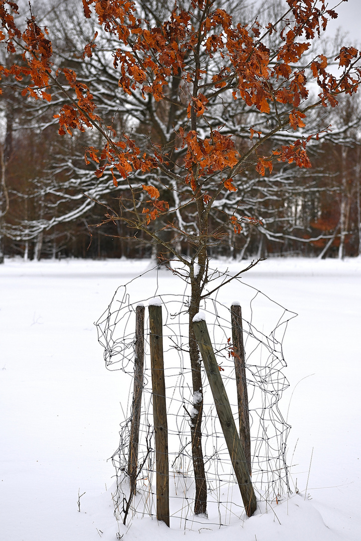 Herbst...Winter