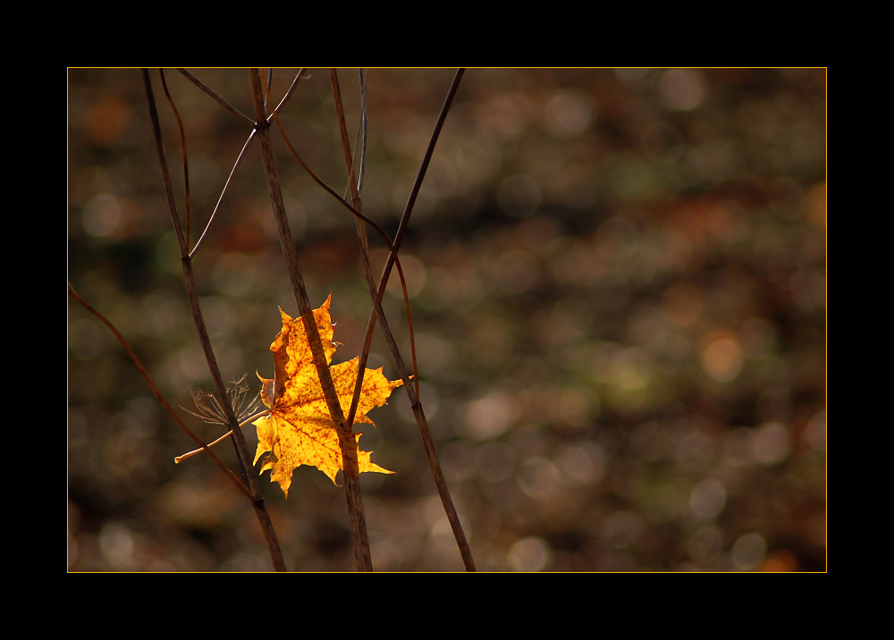 Herbstwinter - 3: Rumhängen