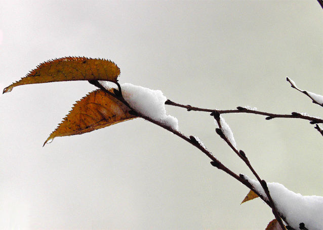 Herbstwinter