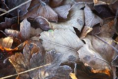 Herbst/Winter