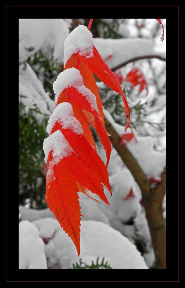 Herbstwinter Rot-Weiß