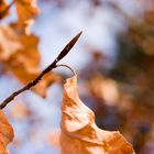 Herbst/Winter/Frühling?