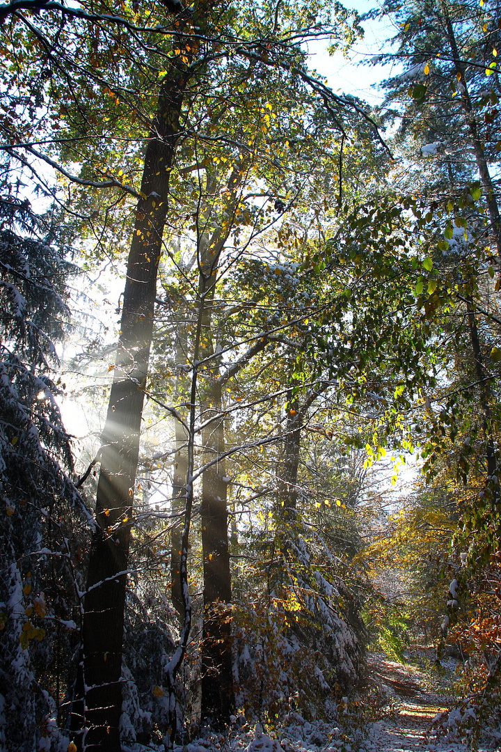 HerbstWinterWald