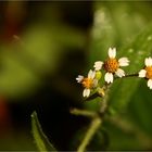 Herbstwinzlinge