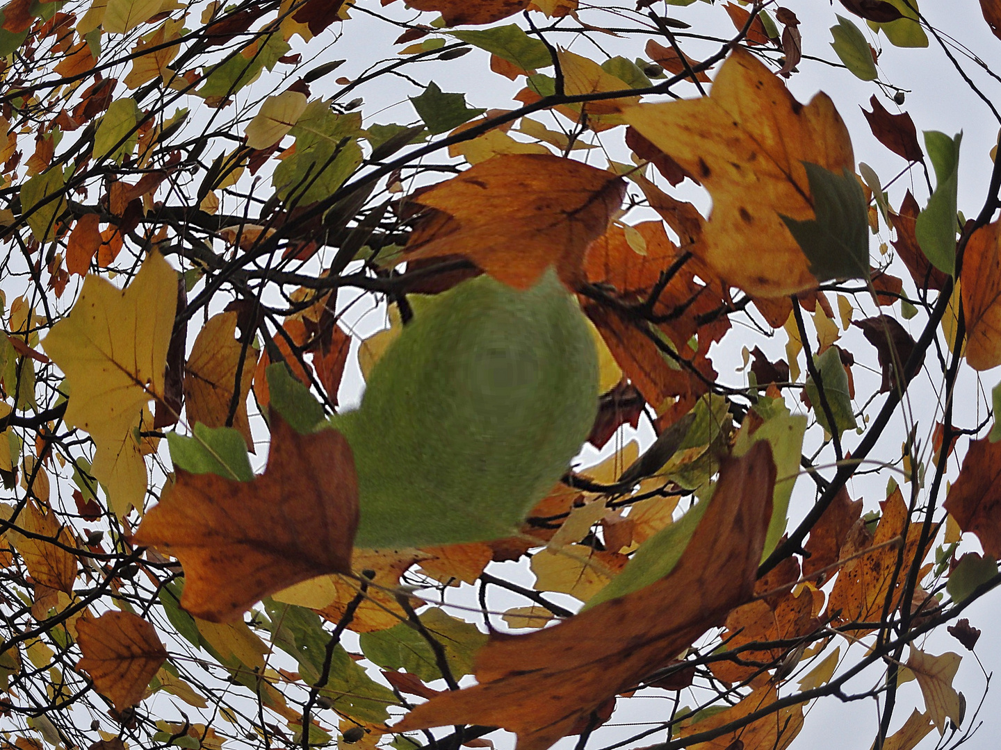 Herbstwirbel im Rombergpark