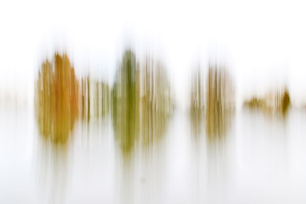 Herbstwischer am Weiher