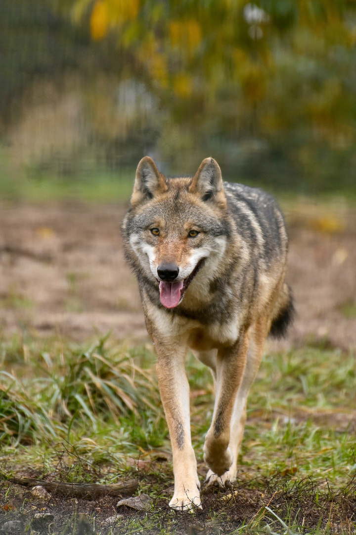 Herbstwolf