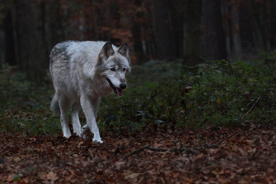 Herbstwolf (reload)