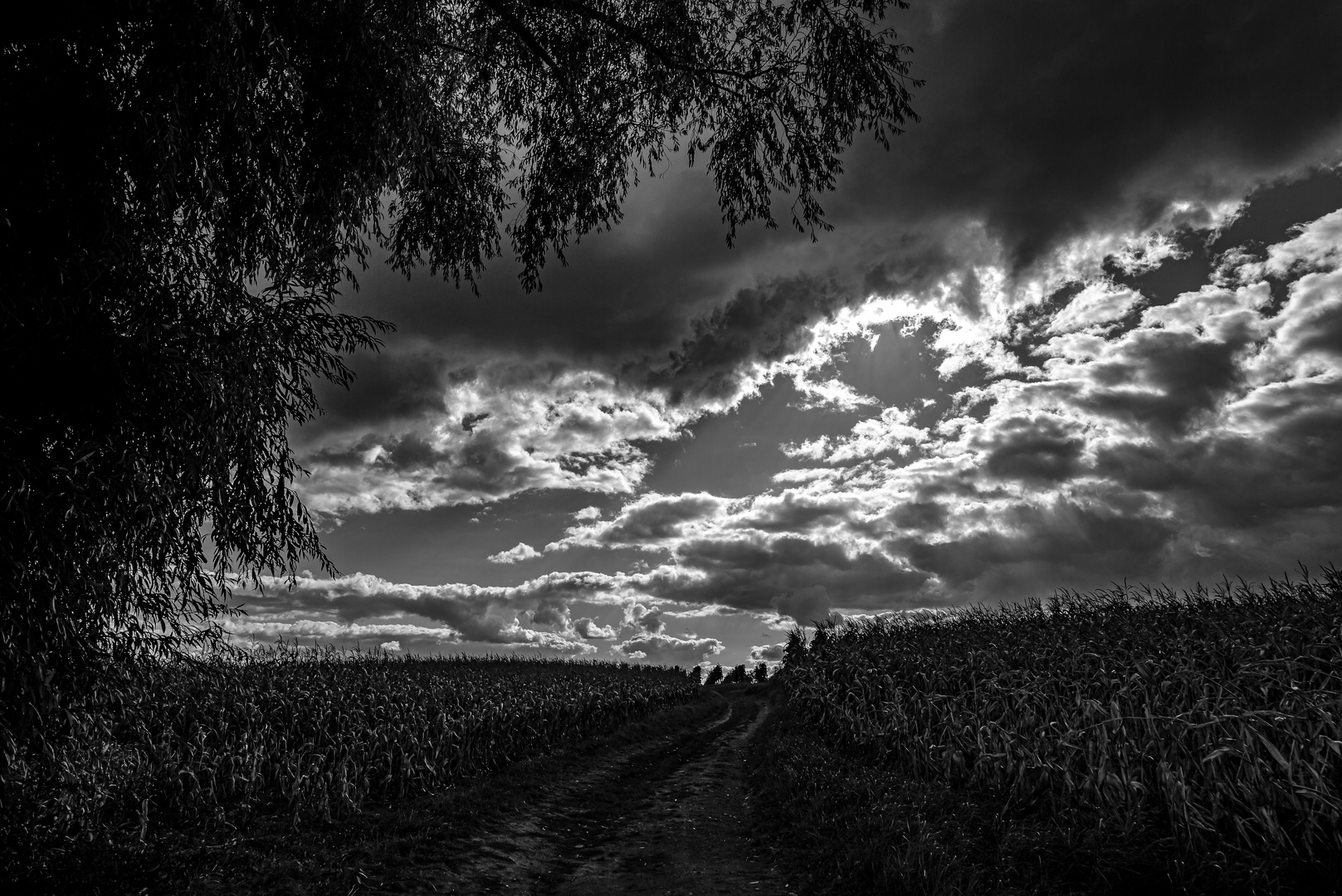 Herbstwolken überm Maisfeld