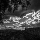 Herbstwolken überm Maisfeld