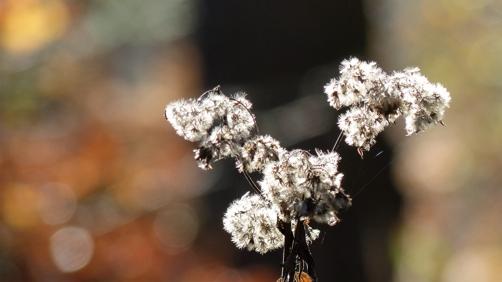 HERBSTWOLLE