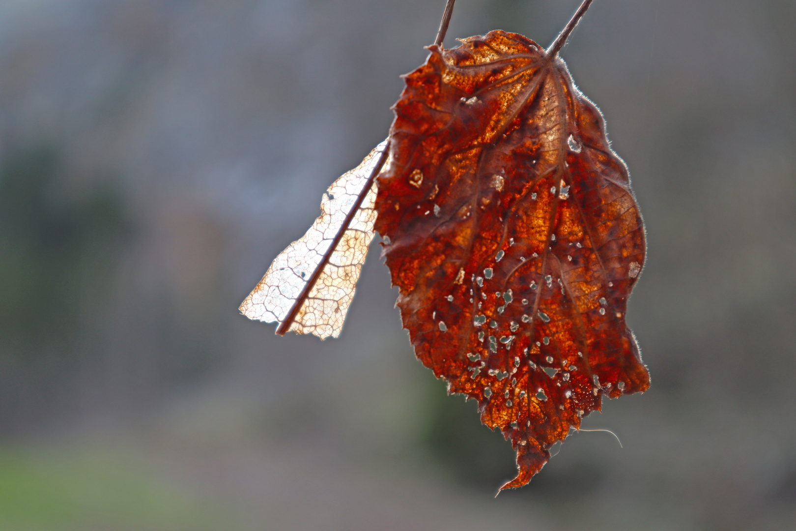 Herbstwunder