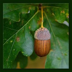 Herbstwunder