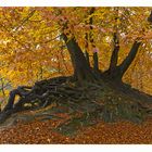 Herbstwurzelwerk