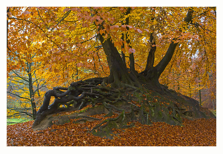 Herbstwurzelwerk