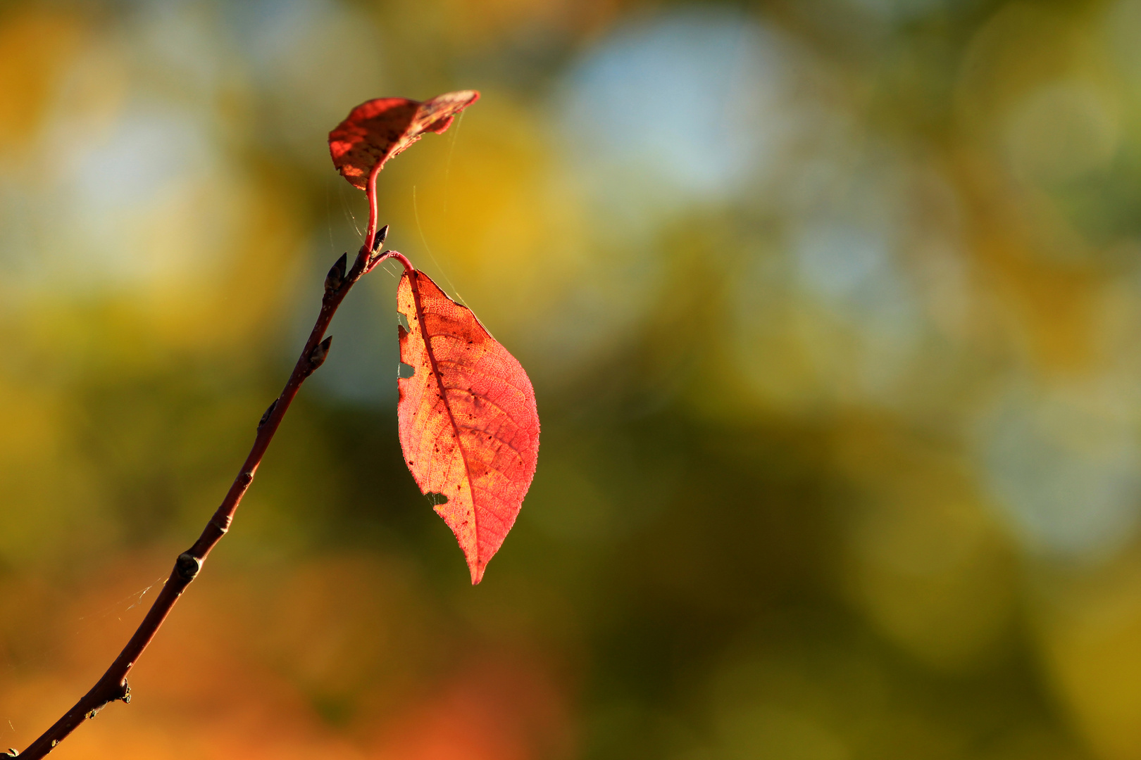 Herbstzart