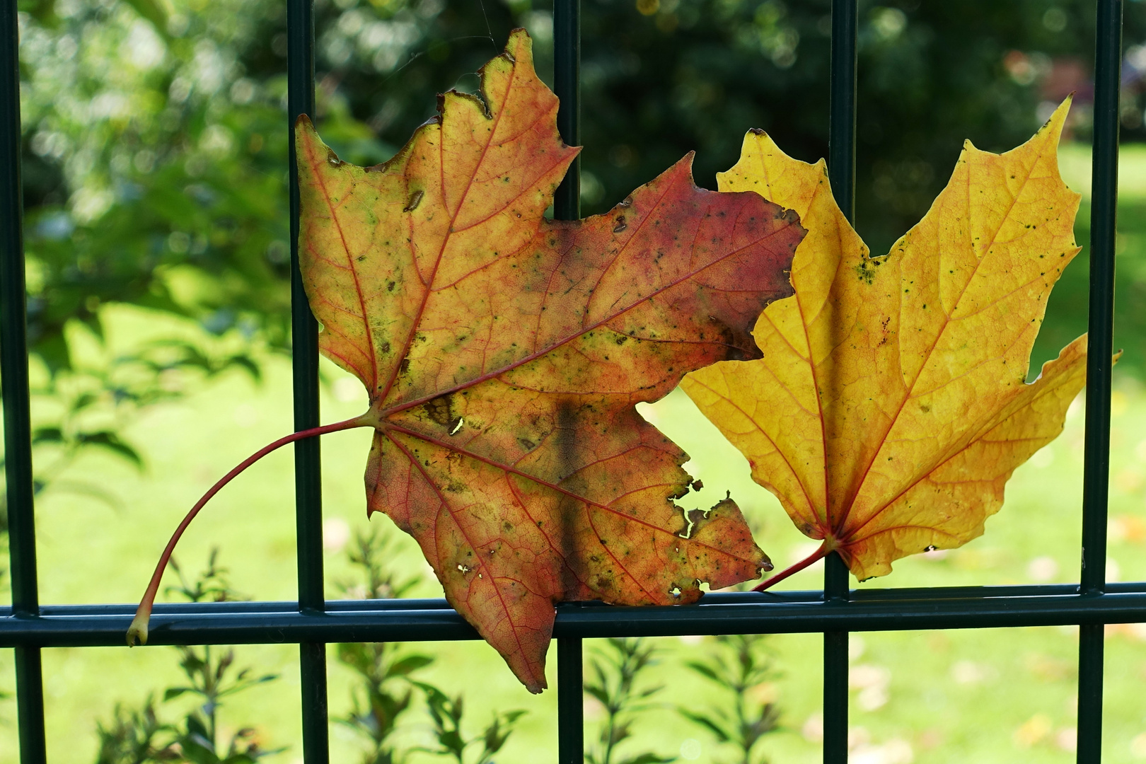 Herbstzauber...