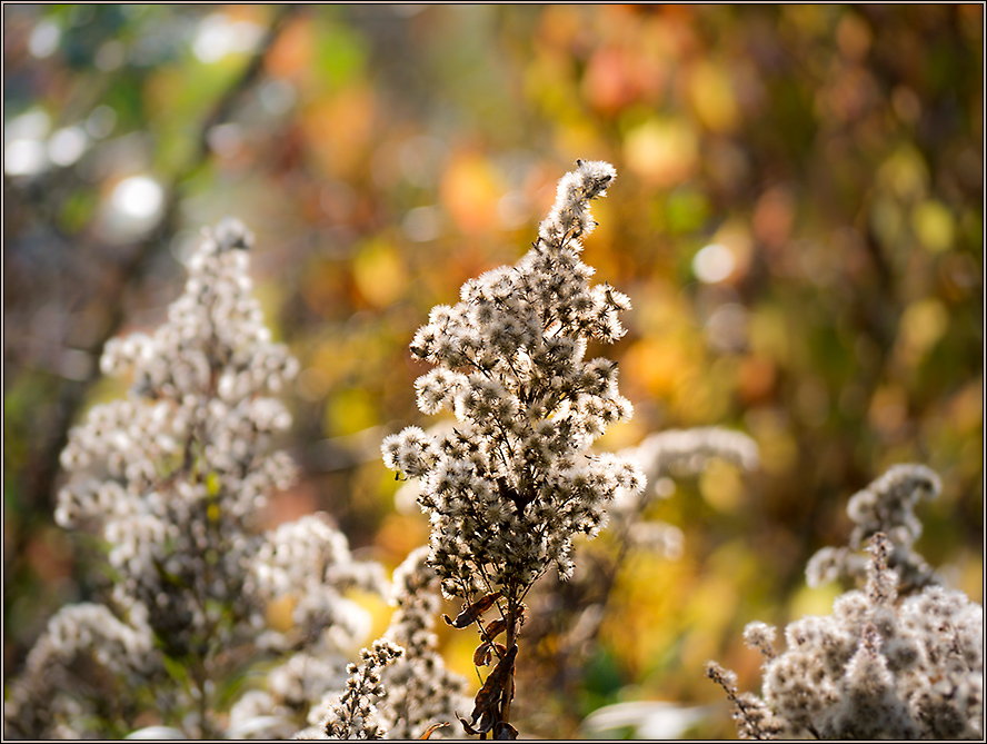 Herbstzauber